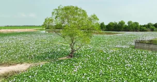 아침에 Hyacinths 외로운 Cajuput 나무의 분야를 Hung Long 베트남의 시골은 — 비디오