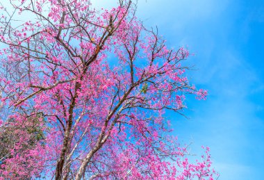 Kiraz kayısı dalları parlak bir bahar sabahı mavi gökyüzü arkaplanıyla çiçek açar.