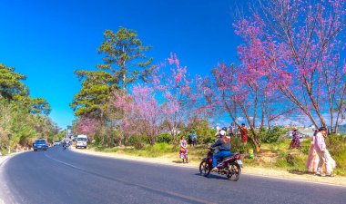 Da Lat, Vietnam - 21 Şubat 2024: Vietnam 'da güzel bir bahar sabahı yol kenarında kiraz ağaçları çiçek açarken yoğun bir virajın köşesinde trafik vardı