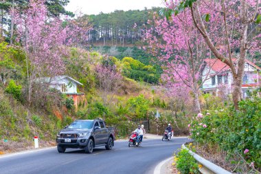 Da Lat, Vietnam - 21 Şubat 2024: Vietnam 'da güzel bir bahar sabahı yol kenarında kiraz ağaçları çiçek açarken yoğun bir virajın köşesinde trafik vardı