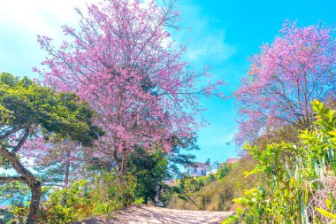 Da Lat, Vietnam 'ın varoşlarındaki yol kenarında güneşli bir bahar sabahı açan kiraz ağacı.