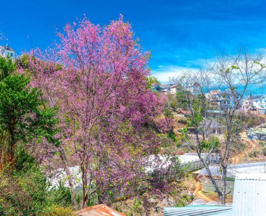 Vietnam 'ın başkenti Da Lat' ın eteklerindeki bir yamaçtaki mezarlıkta güzel, huzurlu bir bahar sabahı kiraz ağacı çiçek açar..
