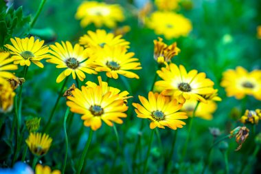 Yazlık bahçede güzel Afrika papatyası (Osteospermum Ecklonis) çiçek bitkileri.