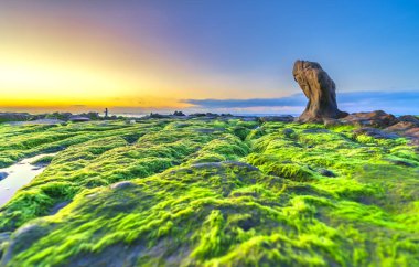 Gün doğumunda, Binh Thuan vilayetinde ünlü bir plaj olan Co Thach sahilinde yosun ve çakıl taşlarıyla kayalık sahilin manzarası. Orta Vietnam.