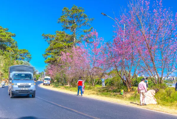 Da Lat, Vietnam - 21 Şubat 2024: Vietnam 'da güzel bir bahar sabahı yol kenarında kiraz ağaçları çiçek açarken yoğun bir virajın köşesinde trafik vardı