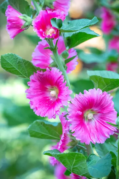Alcea Setosa Flowers Bloom Spring 2024 Morning Ecological Garden — Stock Photo, Image
