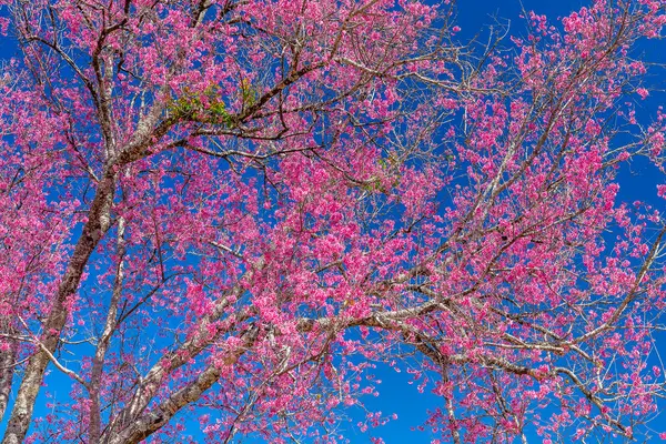 Вишневая Ветвь Абрикоса Блестяще Расцветает Весенним Утром Голубом Фоне Неба Лицензионные Стоковые Фото