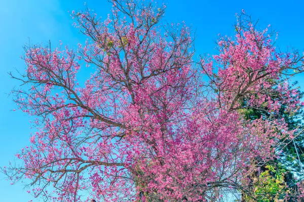 Ramo Damasco Cereja Floresce Brilhantemente Uma Manhã Primavera Com Fundo Fotografias De Stock Royalty-Free