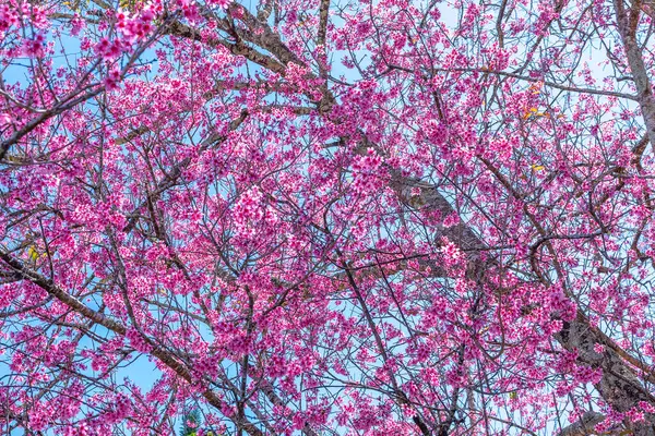 Ramo Damasco Cereja Floresce Brilhantemente Uma Manhã Primavera Com Fundo Imagem De Stock