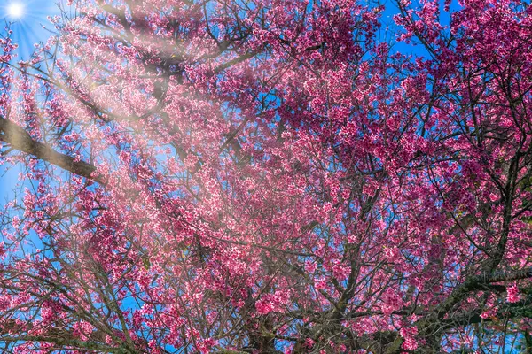 Вишневая Ветвь Абрикоса Блестяще Расцветает Весенним Утром Голубом Фоне Неба Стоковое Фото