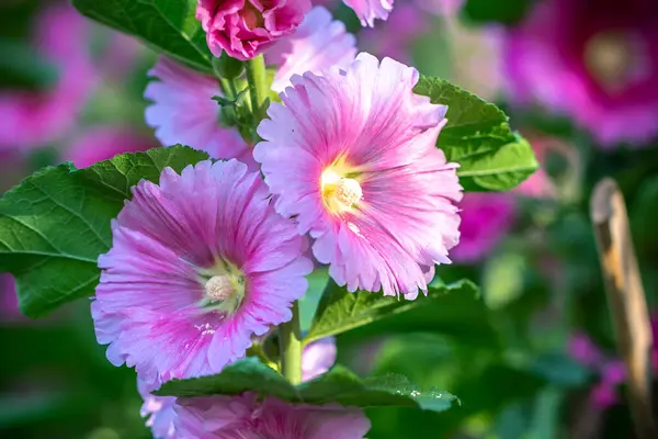Цветы Alcea Setosa Расцветают Весной 2024 Года Утром Экологический Сад Стоковая Картинка