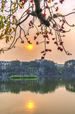 Blooming bombax ceiba branches at Hoan Kiem lake. Turtle Tower  sunset sky on background clipart