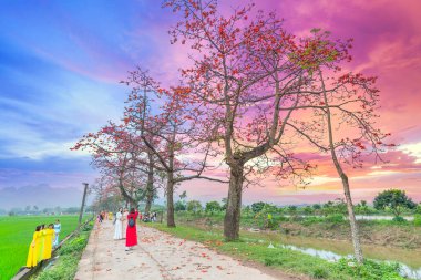 Hanoi, Vietnam - 7 Mayıs 2024: Hanoi 'nin banliyölerinde çiçek açan bombax ceiba ağacı birçok turistin ziyaretine ve fotoğraf çektirmesine neden oluyor