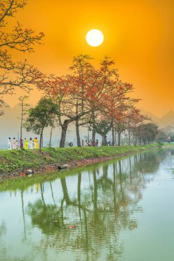 Hanoi, Vietnam - 7 Mayıs 2024: Hanoi 'nin banliyölerinde çiçek açan bombax ceiba ağacı birçok turistin ziyaretine ve fotoğraf çektirmesine neden oluyor