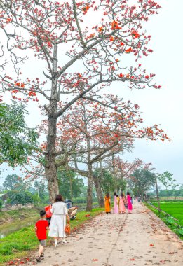 Hanoi, Vietnam - 7 Mayıs 2024: Hanoi 'nin banliyölerinde çiçek açan bombax ceiba ağacı birçok turistin ziyaretine ve fotoğraf çektirmesine neden oluyor