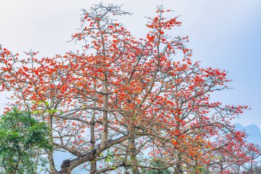 Bombax ceiba çiçek dalı mavi gökyüzü arka planında çiçek açıyor