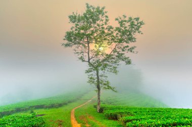 Long Coc Dağı 'nda sabah sisi olan çay çiftliği Phu Tho ili, Vietnam' da gün doğumunda yeşil çay çiftliği..