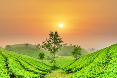 Long Coc Dağı 'nda sabah sisi olan çay çiftliği Phu Tho ili, Vietnam' da gün doğumunda yeşil çay çiftliği..