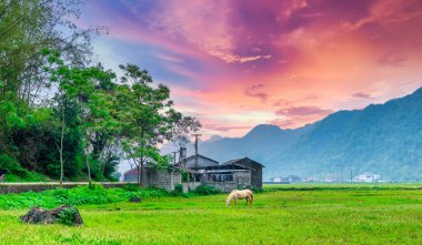 Bir at, Bac Son Vadisi, Lang Son, Vietnam 'da gün batımında huzurlu kırsalda çimenlikte akşam yemeğinin tadını çıkarıyor.