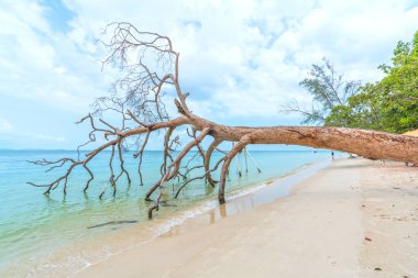 Phu Quoc, Vietnam - 20 Nisan 2024: Phu Quoc, Vietnam 'da ıssız bir plajda sürüklenen ağaç veya ağaç