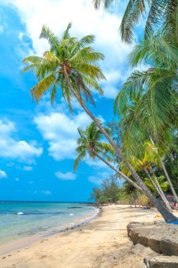 Phu Quoc Adası Vietnam 'da güzel bir sahil. Mavi suları, hindistan cevizi ağaçları ve ince kumları olan koy Tayland Körfezi 'nde güzel bir sahil olarak kabul edilir.