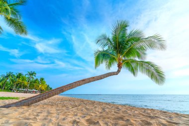 Phu Quoc Adası, Vietnam 'daki tropik cennet kumsalında palmiye ağacı.
