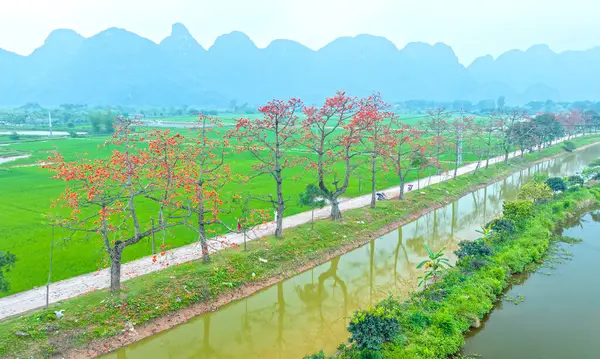 Hanoi, Vietnam - 7 Mayıs 2024: Hanoi 'nin banliyölerinde çiçek açan bombax ceiba ağaçları birçok turisti ziyaret edip fotoğraf çektirmeye çekiyor