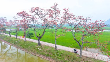 Hanoi, Vietnam - 7 Mayıs 2024: Hanoi 'nin banliyölerinde çiçek açan bombax ceiba ağaçları birçok turisti ziyaret edip fotoğraf çektirmeye çekiyor