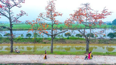 Hanoi, Vietnam - 7 Mayıs 2024: Hanoi 'nin banliyölerinde çiçek açan bombax ceiba ağaçları birçok turisti ziyaret edip fotoğraf çektirmeye çekiyor