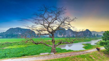 Bombax ceiba çiçek ağacı günbatımı gökyüzü arka planında çiçek açıyor