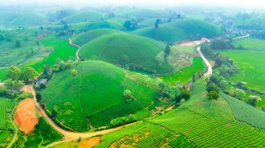 Long Coc Dağı 'nda sabah sisi olan çay çiftliği Phu Tho ili, Vietnam' da yeşil çay çiftliği..