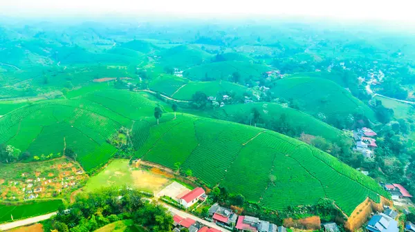 stock image Tea plantation with morning mist at Long Coc mountain, Phu Tho province, green tea farm in Vietnam.