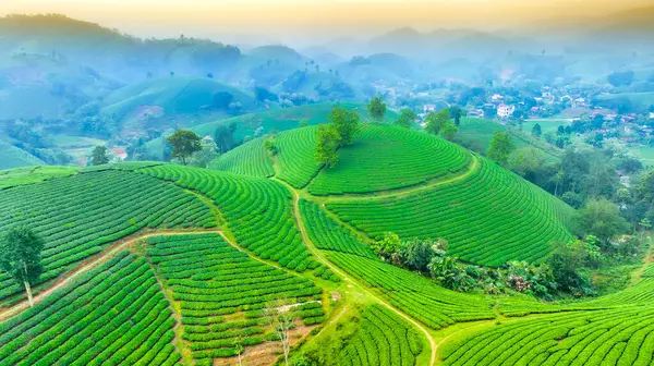 stock image Tea plantation with morning mist at Long Coc mountain, Phu Tho province, green tea farm at sunrise in Vietnam.