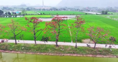 Hanoi, Vietnam - 7 Mayıs 2024: Hanoi 'nin banliyölerinde çiçek açan bombax ceiba ağaçları birçok turisti ziyaret edip fotoğraf çektirmeye çekiyor