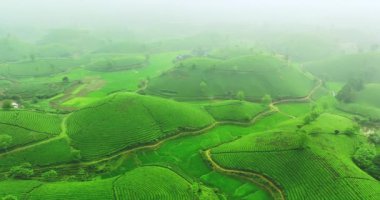 Long Coc Dağı, Phu Tho vilayeti, Vietnam 'da yeşil çay çiftliği sabah sisli hava manzaralı.
