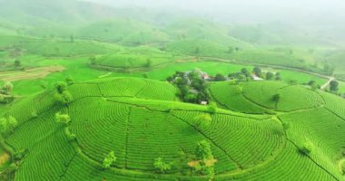 Long Coc Dağı, Phu Tho vilayeti, Vietnam 'da yeşil çay çiftliği sabah sisli hava manzaralı.