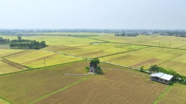 Vietnam 'ın orta kesimindeki olgun pirinç tarlalarının altında terk edilmiş eski bir tuğla fırınının hava manzarası.