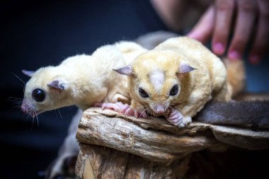 iki küçük şirin lemur dala konmuş.