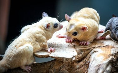 Avustralya 'nın şirin Avustralya paralarının hayvanat bahçesindeki yakın plan çekimi.