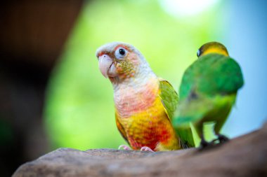 Sarı papağanlı papağan, yaklaş.