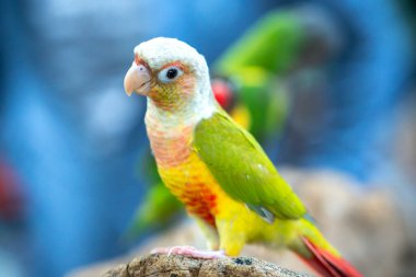 Hayvanat bahçesindeki papağan