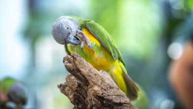 Dalında yeşil yapraklar olan güzel sarı bir papağan.