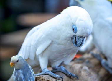 beyaz ve gri papağan