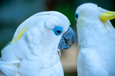İki beyaz papağan, yaklaşın..