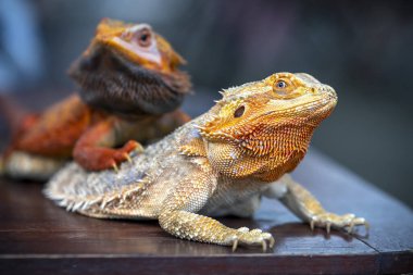 Ağaçta iki iguana.