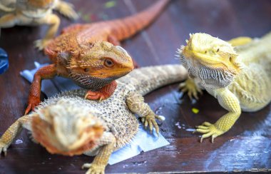 Güzel kırmızı ve beyaz bir ejderhanın yakın plan çekimi.