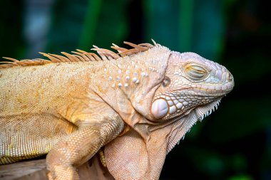 Hayvanat bahçesindeki iguana portresi