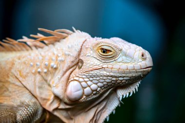 Hayvanat Bahçesi yeşil iguana.