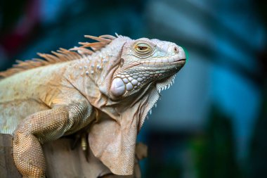 Kosta Rika hayvanat bahçesinde iguana.