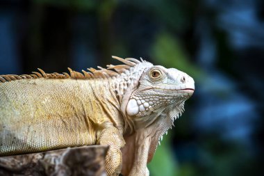 Yakın çekim - iguana, iguana, Orta Amerika.